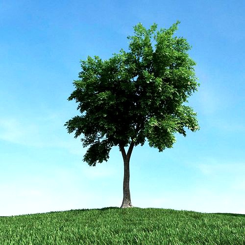 Sequoia Tree
