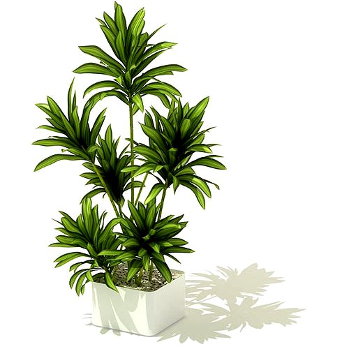 Green Leafed Potted Plant