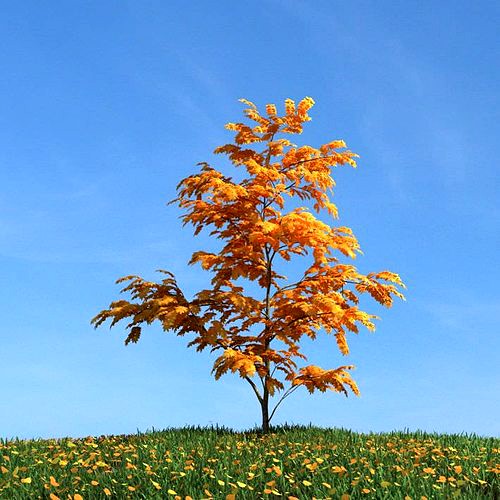 Leaf Tree   Autumn Leaves