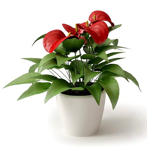 Anthurium Plant