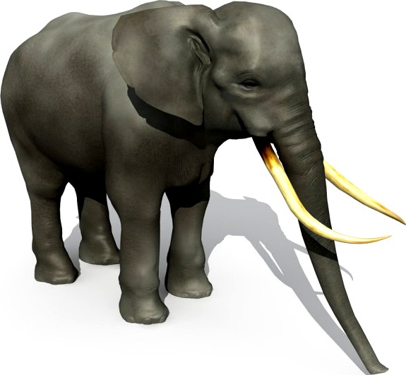 Asian Elephant 3D Model