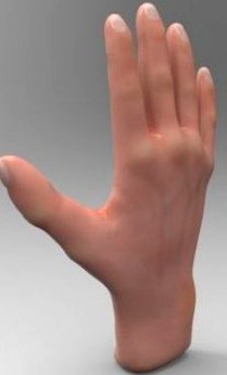 Hand 3D Model