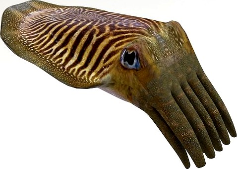 Cuttlefish 2