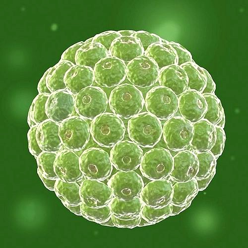 Virus 05