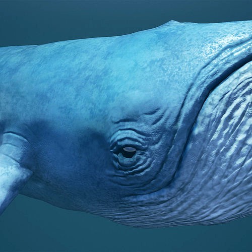 Blue Whale