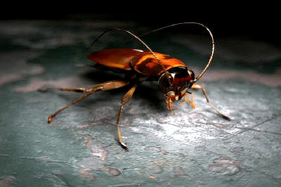 Cockroach