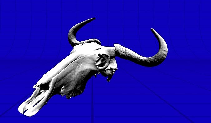 Wildebeeste Skull