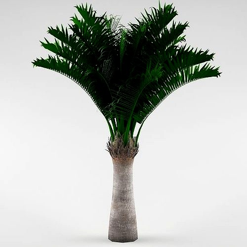 Palm tree 04