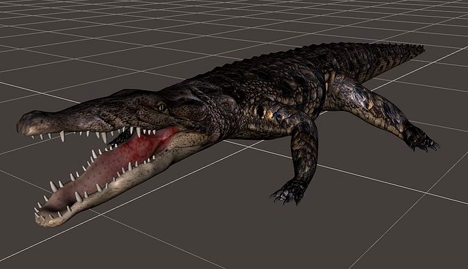 A Crocodile realistic 3d model