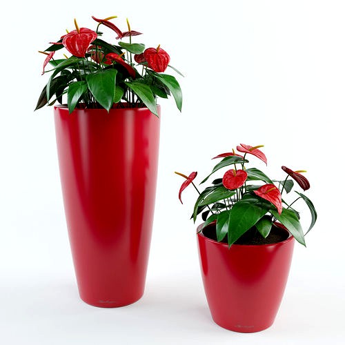 Anthurium
