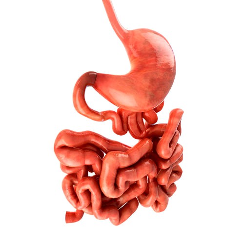 Stomach and small intestine