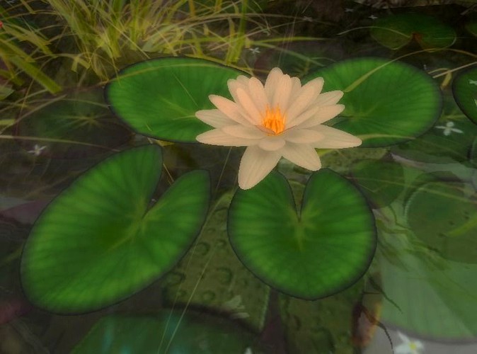 Lotus Flower