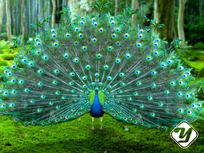Peacock for 3ds Max