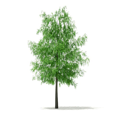White Willow Salix alba 11m