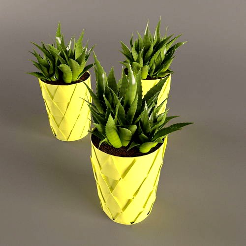 Plant Cactus in yellow pot