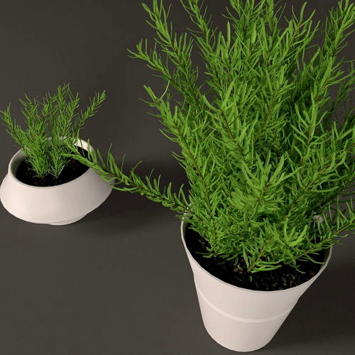 Plant in white plastic pot