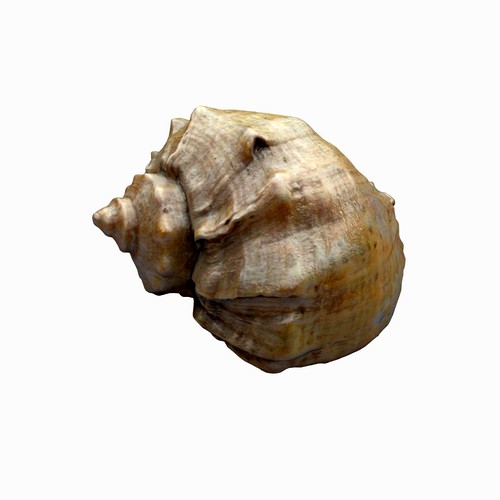 Seashell