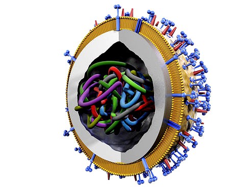 Influenza virus