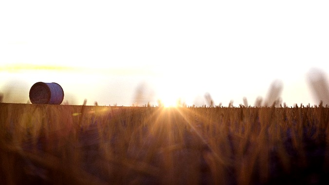 Cornfield