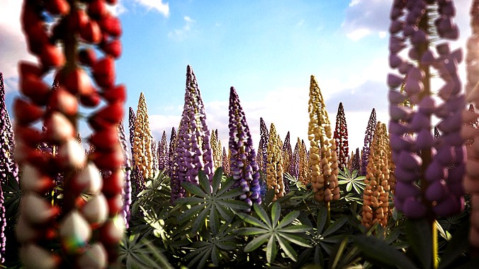 Lupine