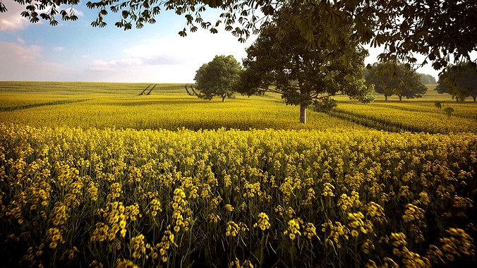 Rapeseed