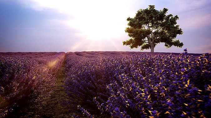Lavender field