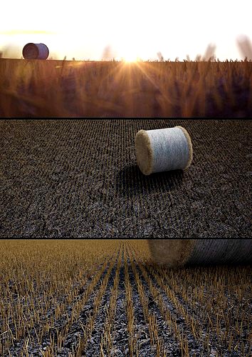 Wheat dry