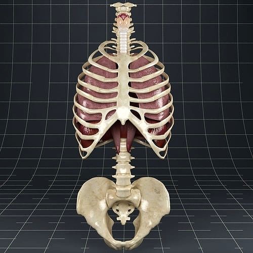 Anatomy Lungs Diaphragm Skeleton