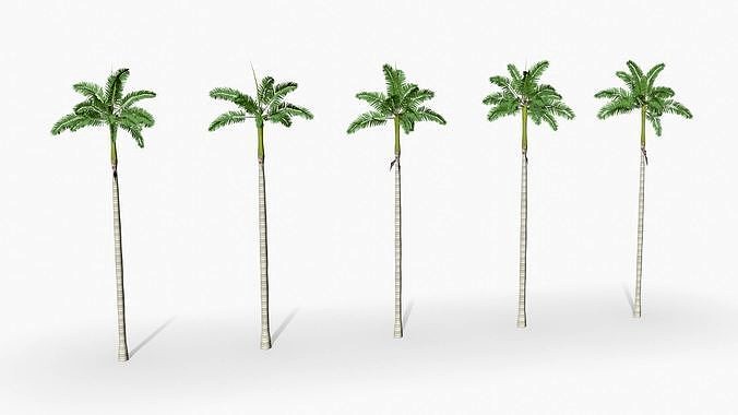 Florida Royal palm tree 01 - Low Poly