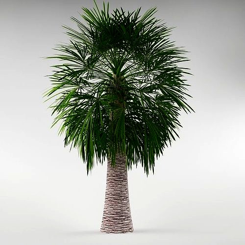 Palm tree 06