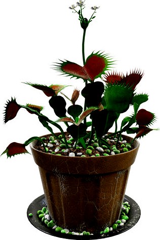 Venus flytrap