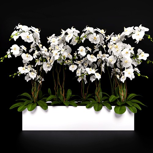 Orchid Arrangement 3