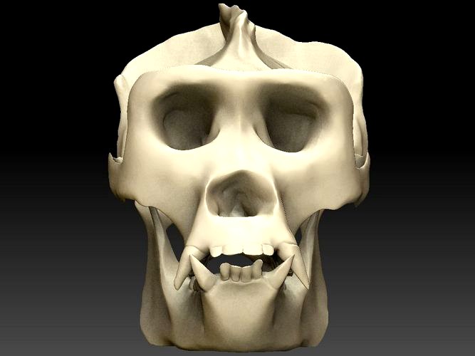 Ape Skull Scan