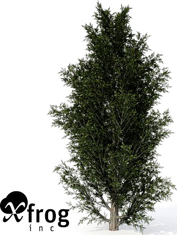 XfrogPlants Common Juniper