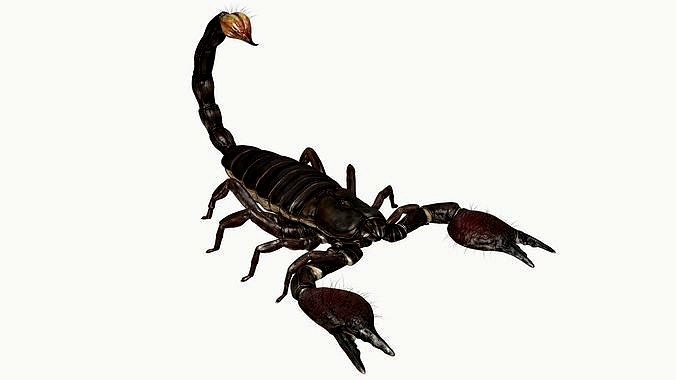 Emperor Scorpion