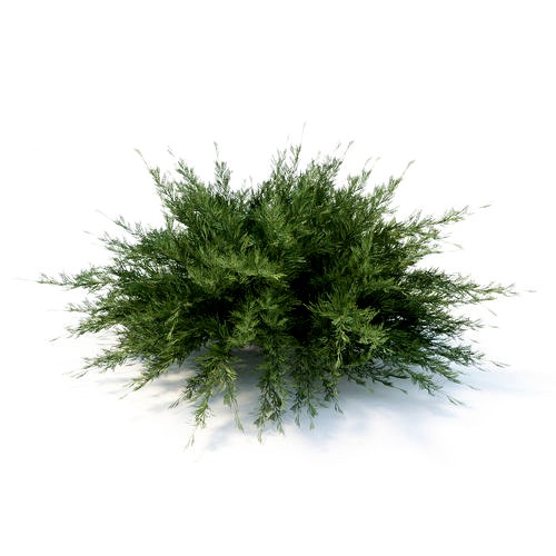 Savin Juniper