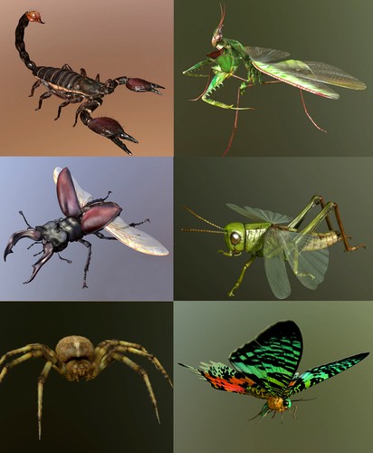 Insect Collection 1