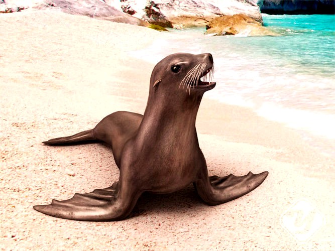 Sea Lion