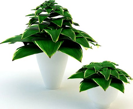Plants