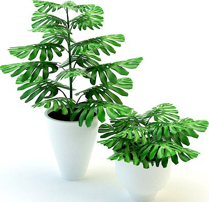 Plants Monstera