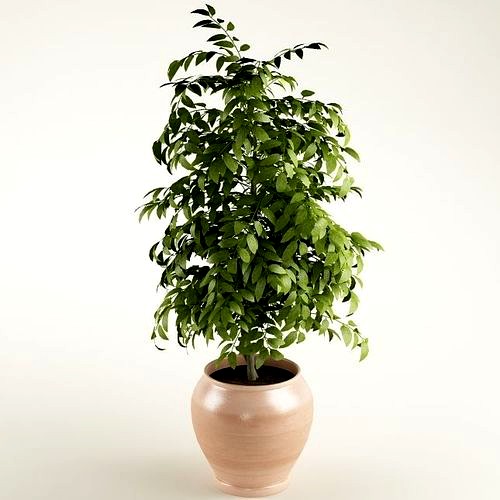 Plant 01