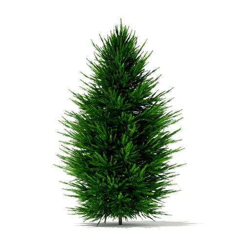 Norway Spruce Picea abies 2m 1
