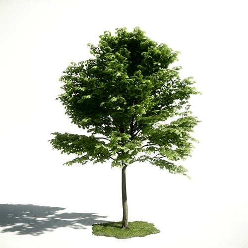 Tree 22 amce1