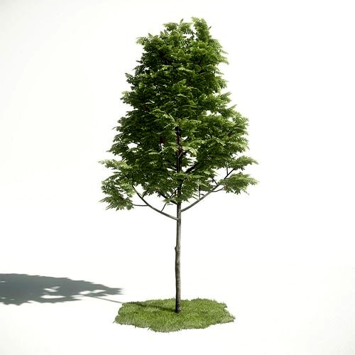 Tree 02 amce1