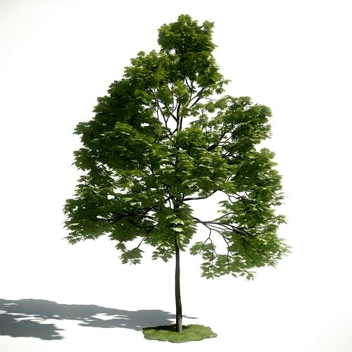 Tree 39 amce1