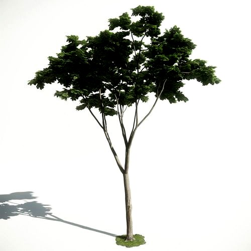 Tree 19 amce1