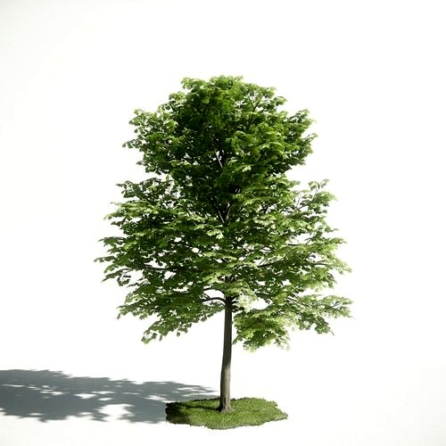 Tree 23 amce1