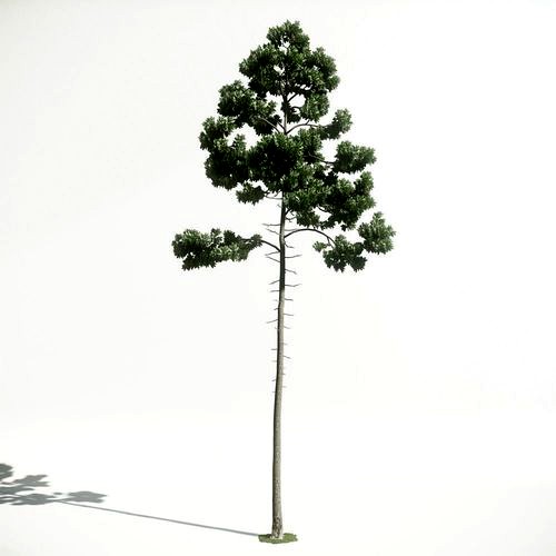 Tree 45 amce1