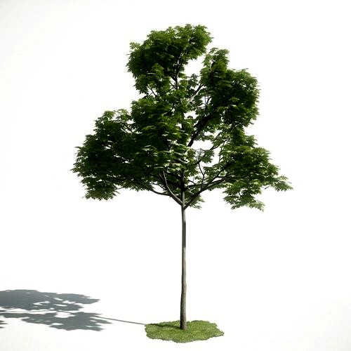 Tree 38 amce1