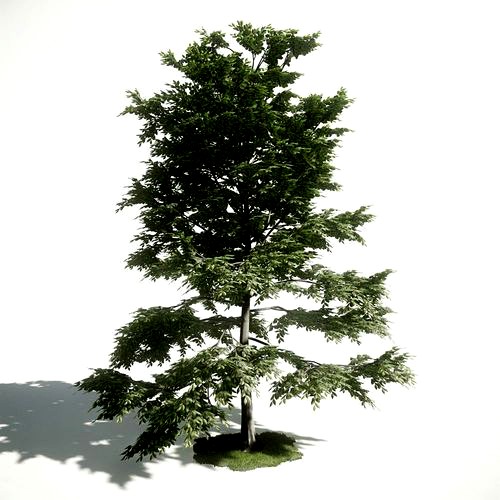 Tree 10 amce1
